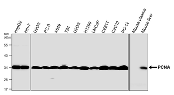 PCNA Antibody