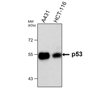 p53 Mouse Monoclonal Antibody