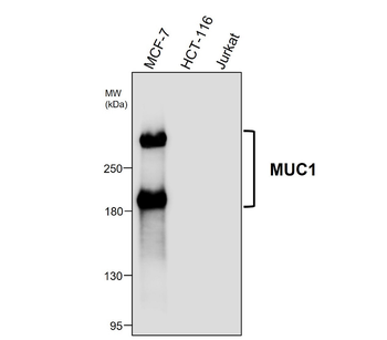 MUC1 Rabbit Polyclonal Antibody