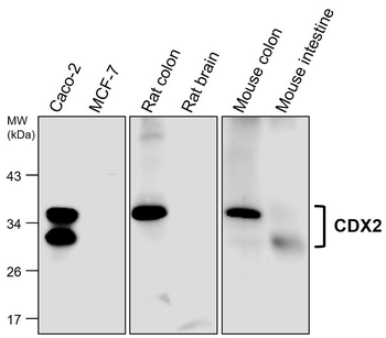 CDX2 Rabbit Polyclonal Antibody
