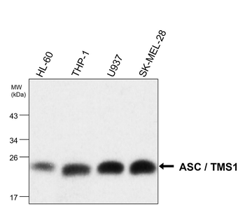 ASC Mouse Monoclonal Antibody
