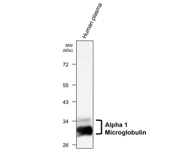 alpha 1-microglobulin Mouse Monoclonal Antibody