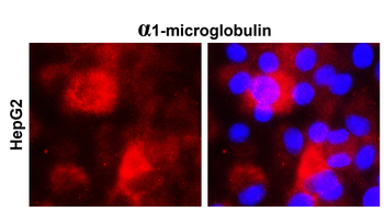 alpha 1-microglobulin Mouse Monoclonal Antibody