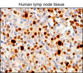 RUNX2, monoclonal antibody