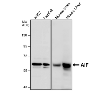 AIF Mouse Monoclonal Antibody
