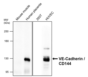 VE-cadherin Rabbit Polyclonal Antibody