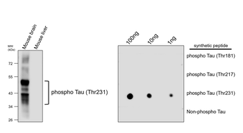 Phospho-Tau (Thr231) Rabbit Polyclonal Antibody
