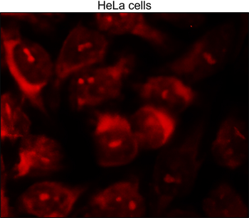 CDC42 Mouse Monoclonal Antibody