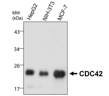 CDC42 Mouse Monoclonal Antibody
