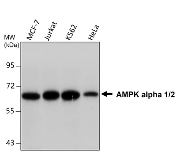 AMPK alpha 1 Mouse Monoclonal Antibody