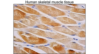 AMPK alpha 1 Mouse Monoclonal Antibody