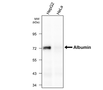 Human Serum Albumin antibody [17E2]
