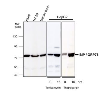 Endoplasmic Reticulum / ER Stress Antibody Panel