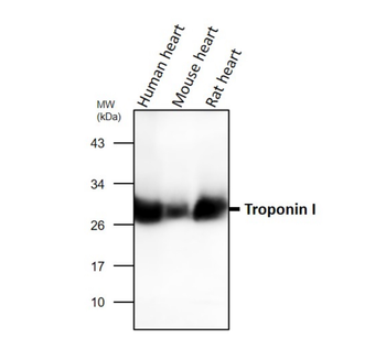 Cardiovascular Antibody Panel