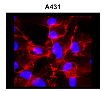 Organelle Marker Antibody Panel