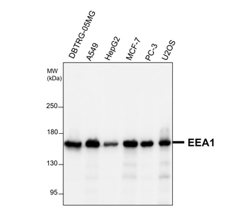 Organelle Marker Antibody Panel