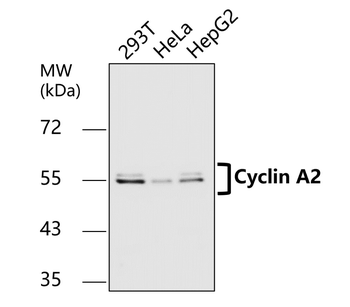 Cell Cycle Marker Antibody Panel