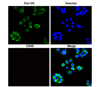 Cytoskeletal Marker Antibody Panel