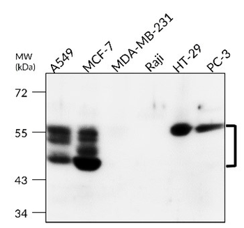 Cytokeratin Antibody Panel