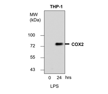 Inflammation Antibody Panel