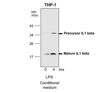 Inflammation Antibody Panel