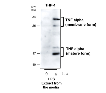 Inflammation Antibody Panel