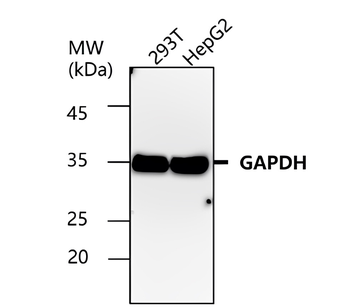 Tau Alzheimer's disease Antibody Panel