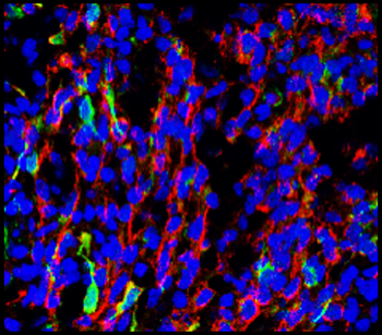 Mature Neuron Marker Antibody Panel