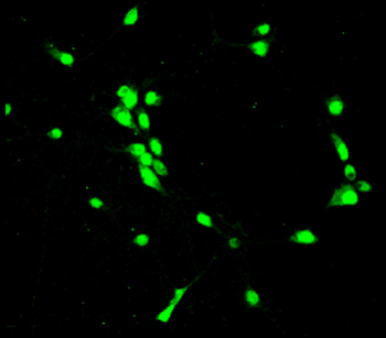 Neural Progenitors Marker Antibody Panel