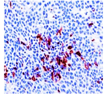 Mouse Macrophage Polarization Antibody Panel