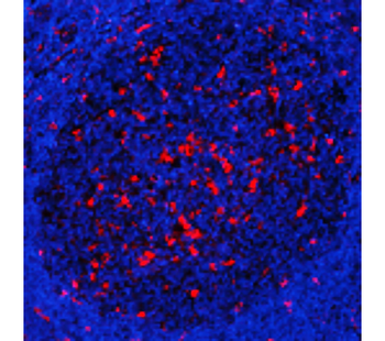 Mouse Macrophage Polarization Antibody Panel