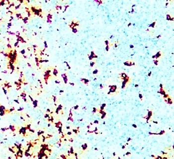 Mouse Macrophage Polarization Antibody Panel