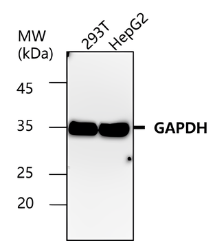 Microvascular Density Antibody Panel