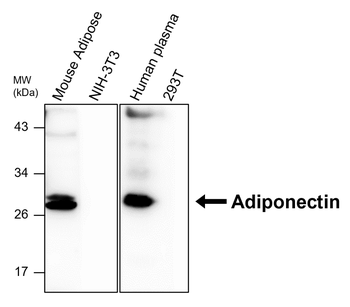 Adipogenesis Marker Antibody Panel
