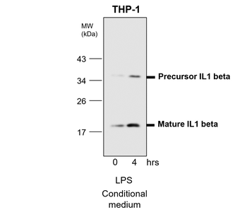 Inflammasome Antibody Panel