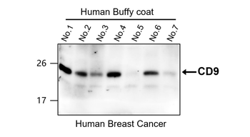 Exosome Marker Antibody Panel-2