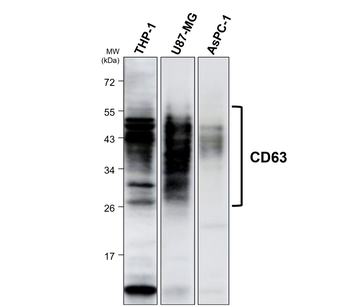 Exosome Marker Antibody Panel-2