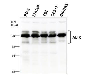 Exosome Marker Antibody Panel-2