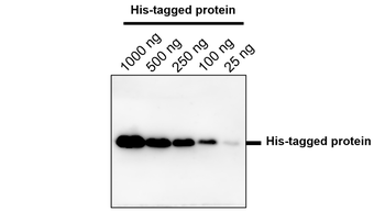 Epitope Tag Antibody Panel