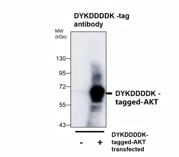 Epitope Tag Antibody Panel