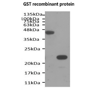 Epitope Tag Antibody Panel