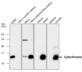 Mitochondria marker Antibody Panel