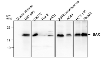Mitochondria marker Antibody Panel