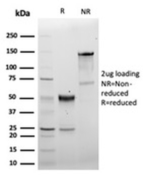 CD5 Antibody
