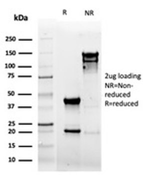 CD5 Antibody