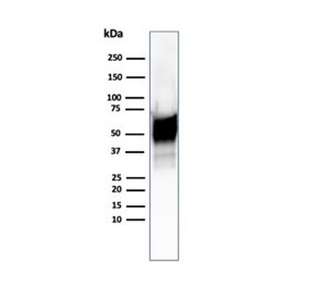 HSP60 Antibody