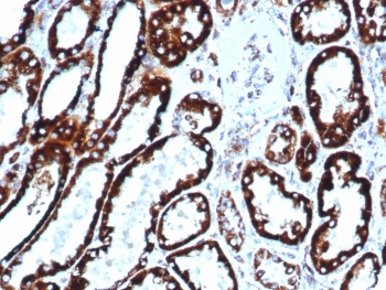 HSP60 Antibody