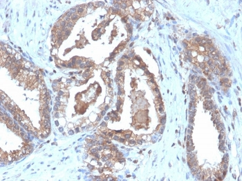 CD47 Antibody / IAP / Integrin Associated Protein