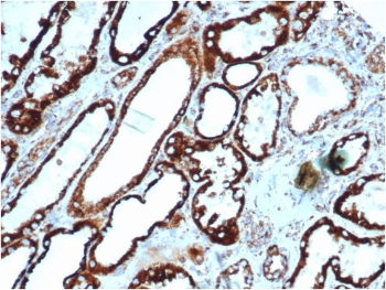 HSP60 Antibody