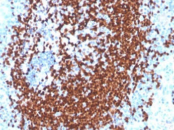 PAX5 Antibody
